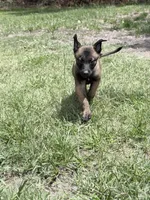 Sable boy, a male Belgian Malinois for sale in Chesterfield, SC – 1 of 1