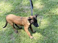 Blue , a male Belgian Malinois for sale in Chesterfield, SC – 4 of 5