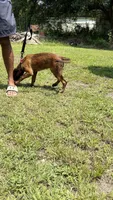 Hot Pink collar, a female Belgian Malinois for sale in Chesterfield, SC – 4 of 4