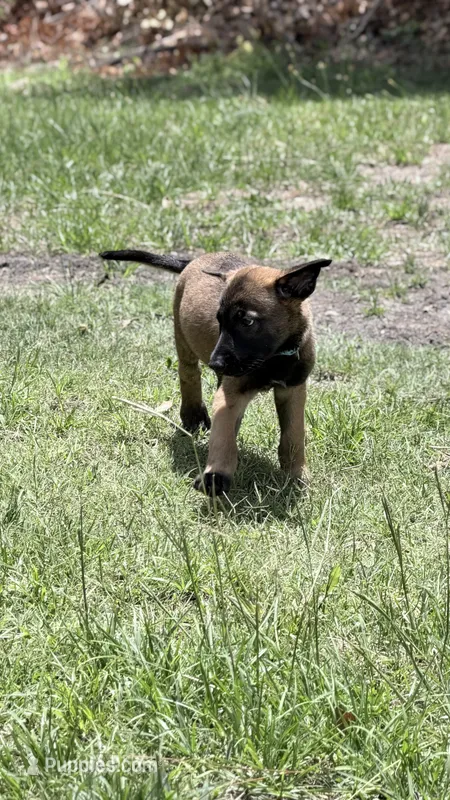 Blue  – Belgian Malinois puppy for sale in Chesterfield, SC