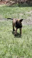 Blue , a male Belgian Malinois for sale in Chesterfield, SC – 1 of 2