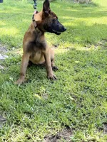 Light pink girl , a female Belgian Malinois for sale in Chesterfield, SC – 4 of 5