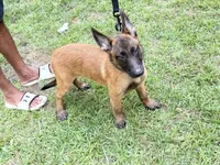 Brown Sable boy, a male Belgian Malinois for sale in Chesterfield, SC – 4 of 4