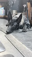 Dark mahogany  silver collar , a female Belgian Malinois for sale in Chesterfield, SC – 4 of 7