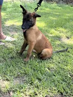 Light pink girl , a female Belgian Malinois for sale in Chesterfield, SC – 1 of 5