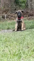 Sable , a male Belgian Malinois for sale in Chesterfield, SC – 2 of 2