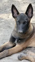 orange collar , a male Belgian Malinois for sale in Chesterfield, SC – 8 of 8