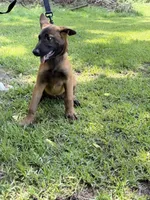 Light pink girl , a female Belgian Malinois for sale in Chesterfield, SC – 5 of 5