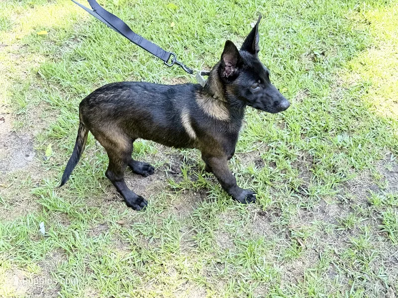 Dark mahogany  silver collar  – Belgian Malinois puppy for sale in Chesterfield, SC
