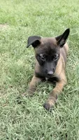 Yellow girl , a female Belgian Malinois for sale in Chesterfield, SC – 2 of 2