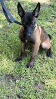 Yellow girl , a female Belgian Malinois for sale in Chesterfield, SC – 4 of 6