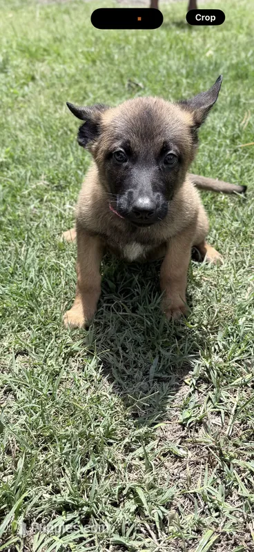 Pink collar – Belgian Malinois puppy for sale in Chesterfield, SC
