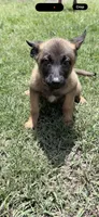 Pink collar, a female Belgian Malinois for sale in Chesterfield, SC – 1 of 1