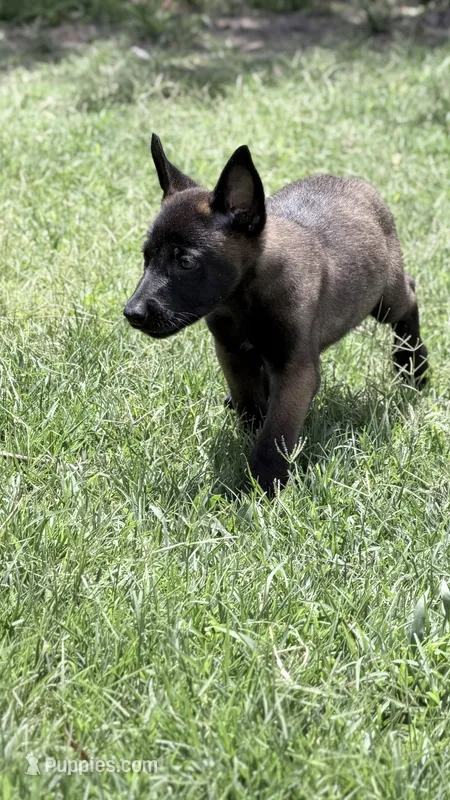Dark mahogany  – Belgian Malinois puppy for sale in Chesterfield, SC