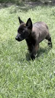 Dark mahogany , a male Belgian Malinois for sale in Chesterfield, SC – 1 of 1