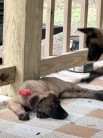 Red Sable , a male Belgian Malinois for sale in Chesterfield, SC – 4 of 6