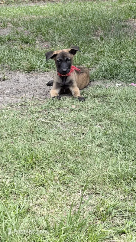 Sable  – Belgian Malinois puppy for sale in Chesterfield, SC