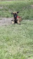 Sable , a male Belgian Malinois for sale in Chesterfield, SC – 1 of 2