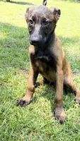 Blue , a male Belgian Malinois for sale in Chesterfield, SC – 1 of 5