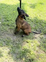 orange collar , a male Belgian Malinois for sale in Chesterfield, SC – 6 of 8