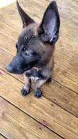 orange collar , a male Belgian Malinois for sale in Chesterfield, SC – 4 of 5