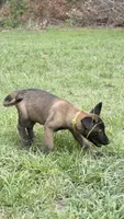 Yellow girl , a female Belgian Malinois for sale in Chesterfield, SC – 1 of 2