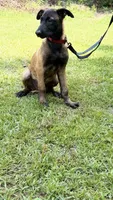 Red Sable , a male Belgian Malinois for sale in Chesterfield, SC – 6 of 6