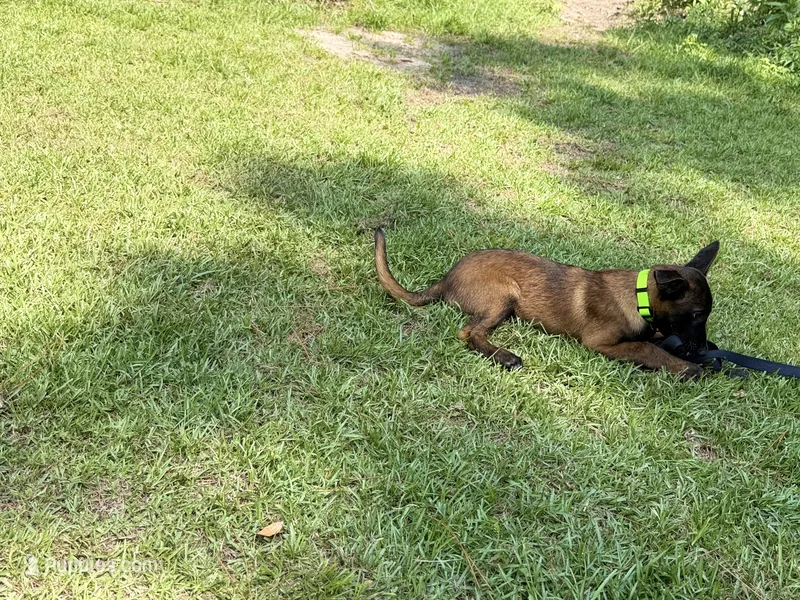Lime green collar  – Belgian Malinois puppy for sale in Chesterfield, SC