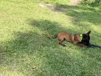 Lime green collar , a male Belgian Malinois for sale in Chesterfield, SC – 1 of 6
