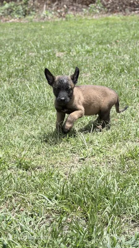 Little runt sable  – Belgian Malinois puppy for sale in Chesterfield, SC