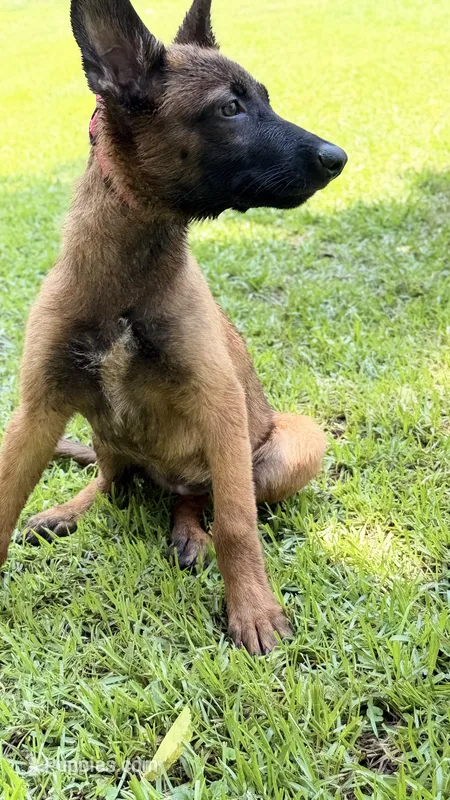 Hot Pink collar – Belgian Malinois puppy for sale in Chesterfield, SC
