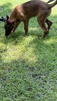 Hot Pink collar, a female Belgian Malinois for sale in Chesterfield, SC – 3 of 4
