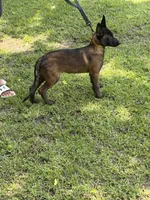 Yellow girl , a female Belgian Malinois for sale in Chesterfield, SC – 1 of 6