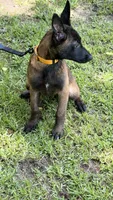 Yellow girl , a female Belgian Malinois for sale in Chesterfield, SC – 5 of 6