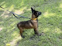 Yellow girl , a female Belgian Malinois for sale in Chesterfield, SC – 6 of 6