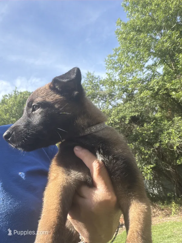Purple collar – Belgian Malinois puppy for sale in Chesterfield, SC