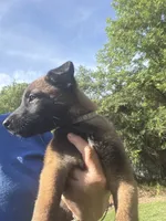 Purple collar, a female Belgian Malinois for sale in Chesterfield, SC – 1 of 1