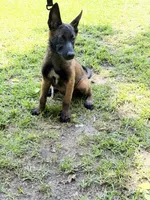 orange collar , a male Belgian Malinois for sale in Chesterfield, SC – 5 of 8