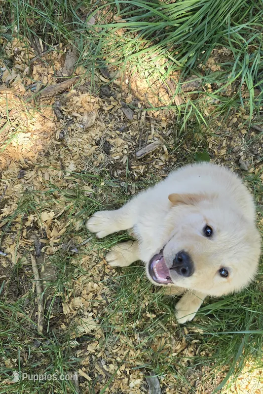 Black collar – Golden Retriever puppy for sale in Ruffin, NC