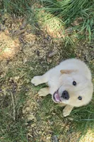 Black collar, a male Golden Retriever for sale in Ruffin, NC – 1 of 8