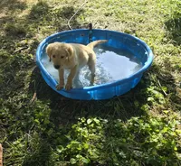 Neon collar, a male Golden Retriever for sale in Ruffin, NC – 2 of 3
