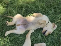Black collar, a male Golden Retriever for sale in Ruffin, NC – 7 of 8