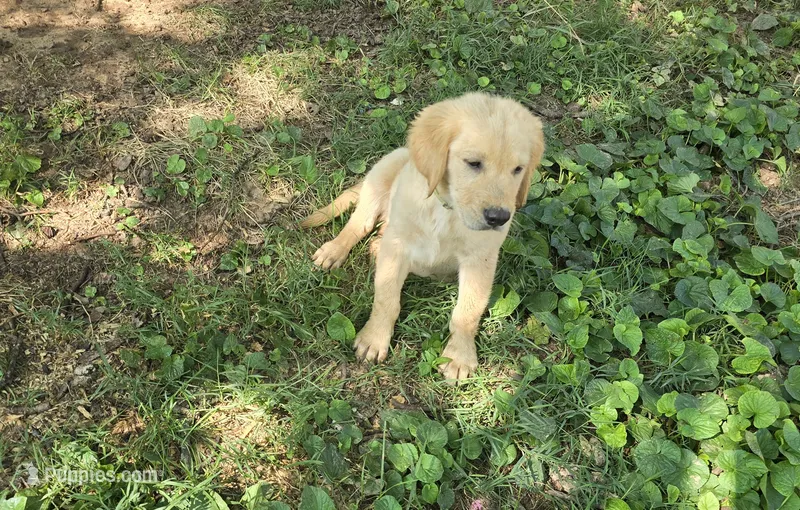Neon collar – Golden Retriever puppy for sale in Ruffin, NC