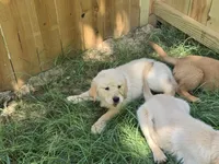 Black collar, a male Golden Retriever for sale in Ruffin, NC – 8 of 8