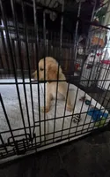 Silver collar, a male Golden Retriever for sale in Ruffin, NC – 6 of 7