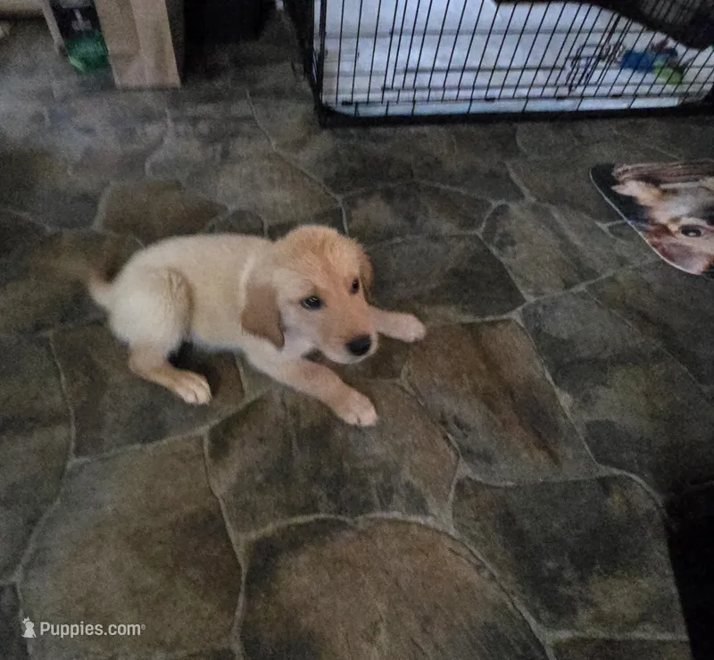 Silver collar – Golden Retriever puppy for sale in Ruffin, NC