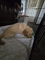 Silver collar, a male Golden Retriever for sale in Ruffin, NC – 7 of 7