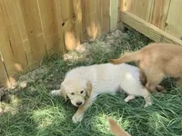 Black collar, a male Golden Retriever for sale in Ruffin, NC – 3 of 8