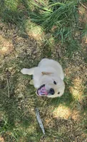 Black collar, a male Golden Retriever for sale in Ruffin, NC – 6 of 8