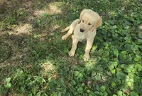 Neon collar, a male Golden Retriever for sale in Ruffin, NC – 3 of 3